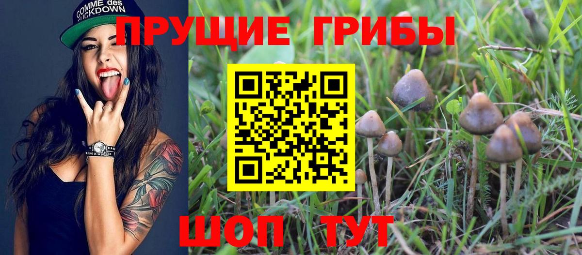 Галлюциногенные грибы мицелий  Вход с VPN  Семилуки  Галлюциногенные грибы Psilocybine cubensis 